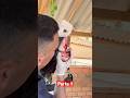 Potro quebrou os dentes e vou fazer a Extração. #veterinaria #fazenda