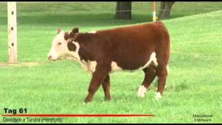 2011 Genetic Reflections Sale Tag 61
