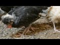 تربية دجاج البادو الهولندي دجاج زينه فخم بولشي دجاج البولوني Polish Chicken