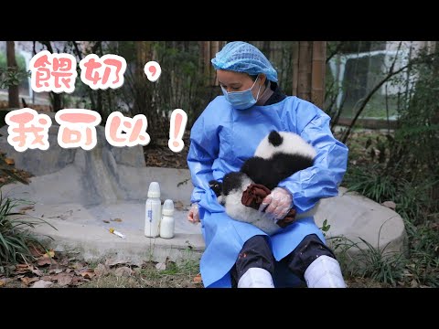 《熊貓早晚安》奶媽需要助手幫忙嗎？ | iPanda熊貓頻道