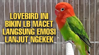 Bunyi lovebird ini betul Ngekek Dari Pancingan Ini Langsung bikin LB macet Sontak EMOSI Ikut ngekek