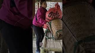 The orphan girl was kicked out of the forbidden forest by protection forest management officials