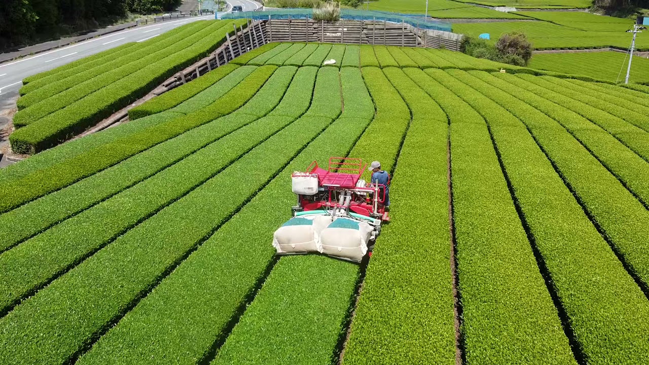 乗用茶摘採機（その2）