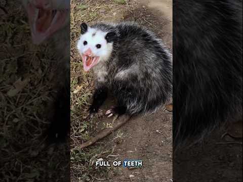 The Unyielding Opossum Rat Shorts Animals Nature