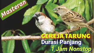 Jitu dan ampuh Masteran Burung GEREJA TARUNG Gacor Ngebren 1 Jam NONSTOP // Masteran Kicau OK