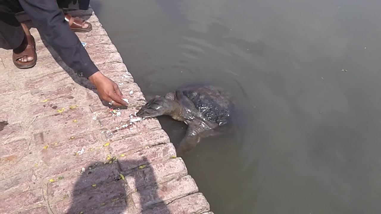 Turtle at Nageshwar Temple pond near Panki Kanpur YouTube