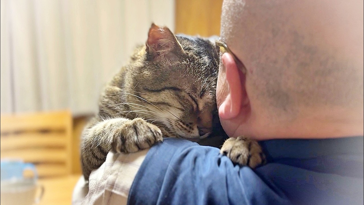 けけの猫　 A rainy holiday for a former stray cat and an elderly couple