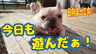 大型犬も小型犬もいっぱいいるよ♪