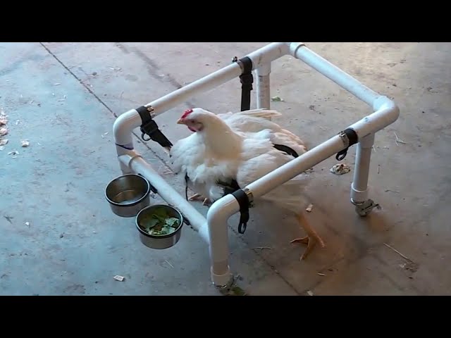 Overweight chicken uses wheelchair to get around class=