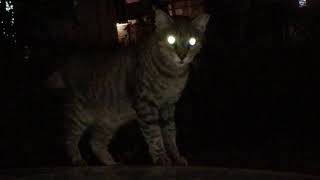 Why Do Cats Eyes Glow At Night