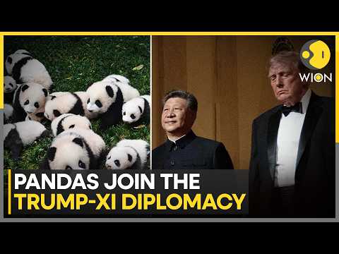 Trump-Xi Summit: Xi Pledged Two Giant Pandas To Zoo Atlanta | WION News