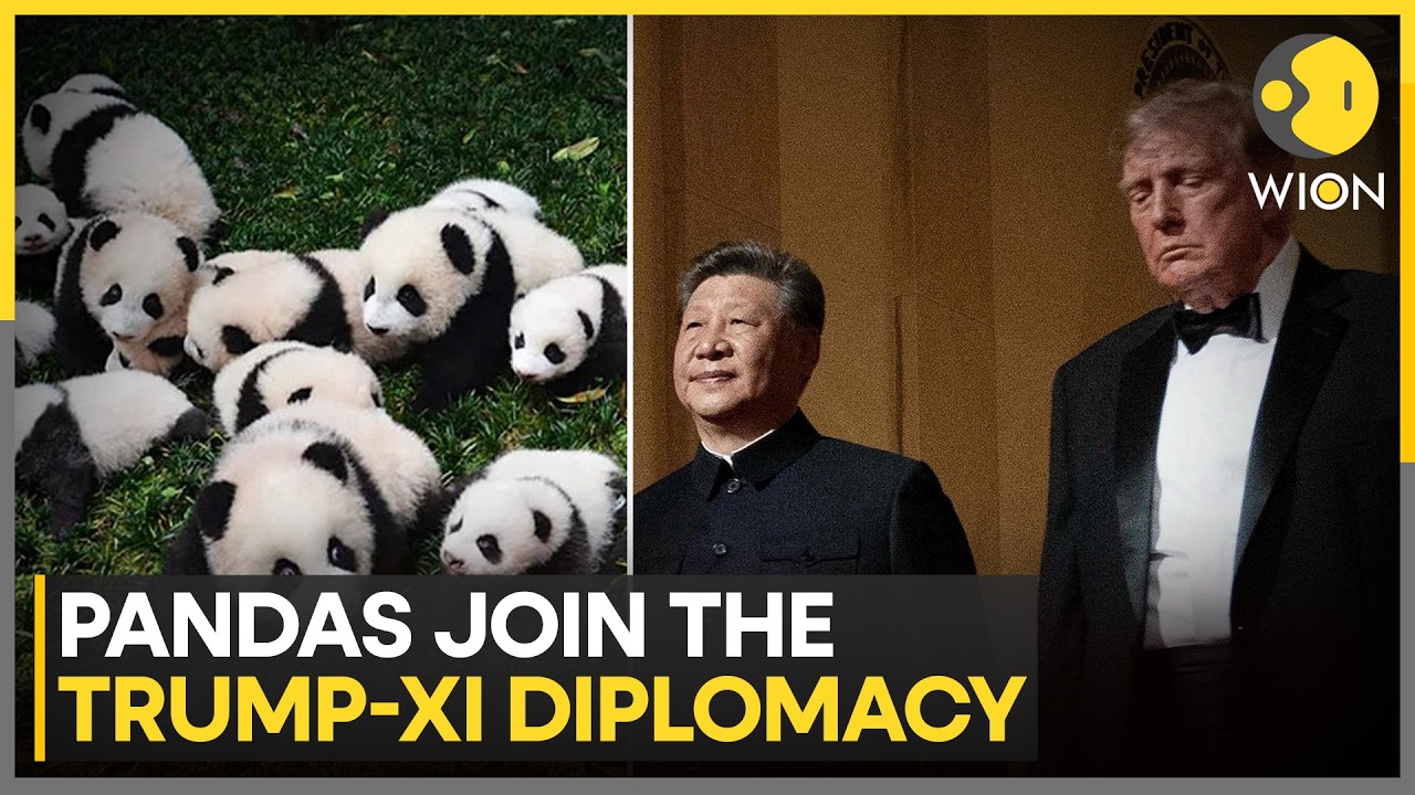 Trump-Xi Summit: Xi Pledged Two Giant Pandas To Zoo Atlanta | WION