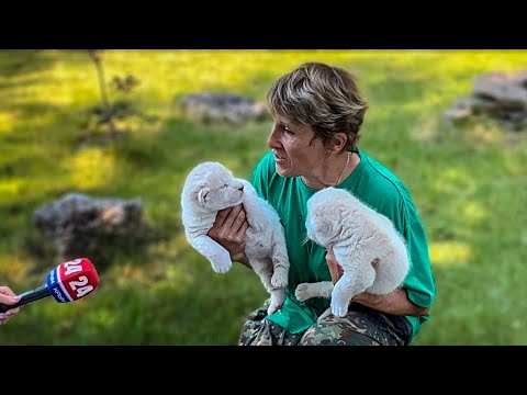 Крым 24 снимает сюжет о рождении БЕЛЫХ ЛЬВЯТ в Тайгане!