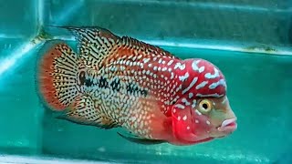 Edukasi seputar progres & solusi pakan yang tepat by J3 FLOWERHORN