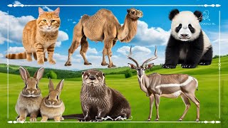 Baby farm animal moments: Cat, Camel, Panda, Rabbit, Otter & Antelope  Animal Sounds