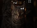 “Si este gato te mira… algo significa 👀”#gatos #significados #cute