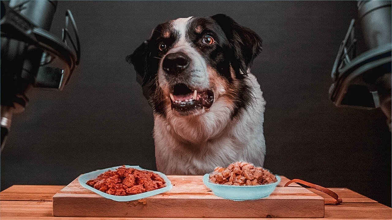 Feeding dogs raw Tiktok compilation ~ SG Funny Animals