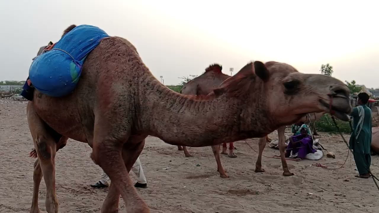 Camel ke Entry in Camel Market Pakistan