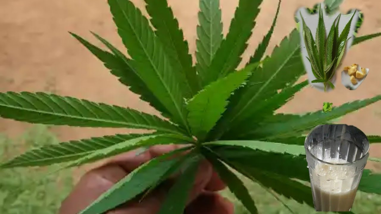 fresh milk with ganja