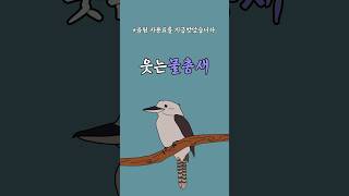 조류 - 33 웃는물총새 (Laughing kookaburra)