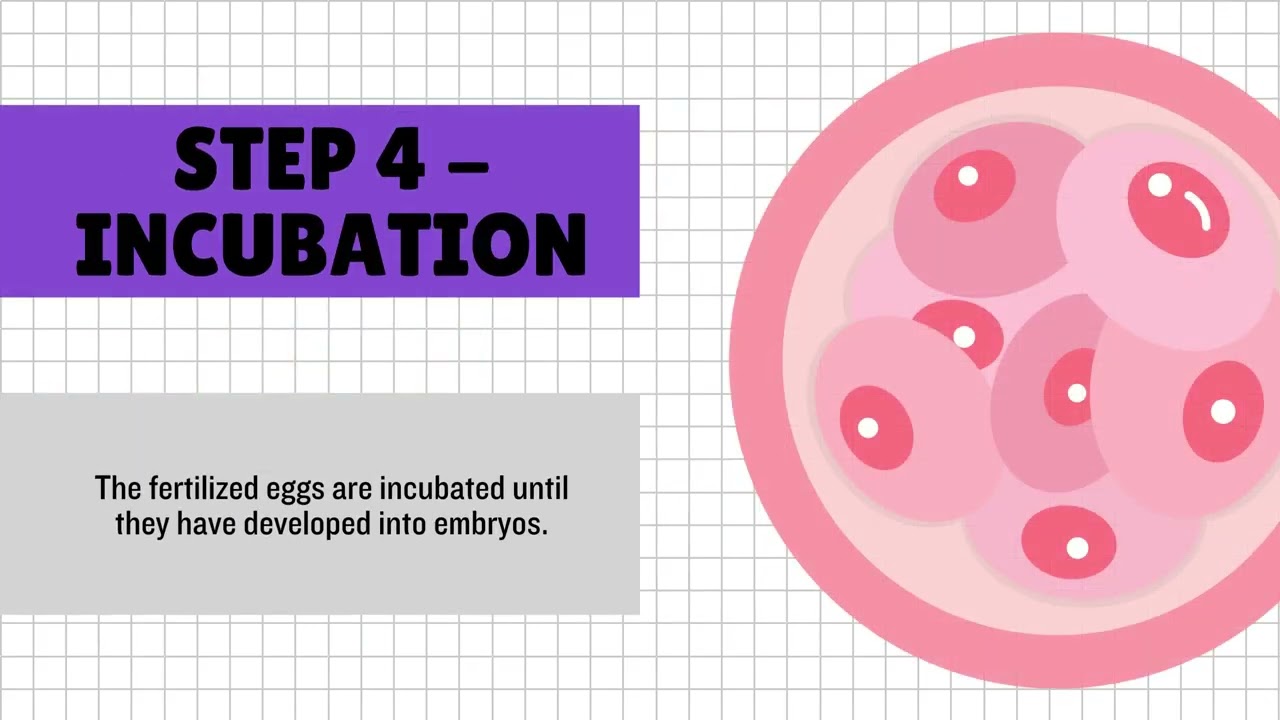 IVF Process Made Simple for You