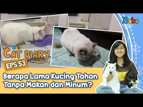 Kucing Lucu - Berapa Lama Kucing Bisa Bertahan Tanpa Makan dan Minum? - Bobo Cat Diary Eps 53