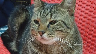 Very Clingy Cat Tommy | Cat Rescue #cat #adoptdontshop by Tommy&Barbie Cat Channel 147 views 11 months ago 1 minute, 33 seconds