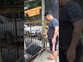 pemeliharaan dan perawatan KENNEL K-9 Polrestabes Semarang #k9polisi #dog #polri #dogshorts #k9