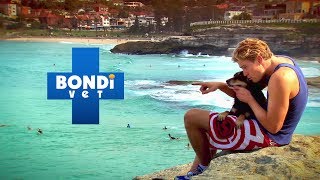 Bondivet.com - Promo