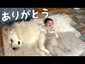 【すごいw】妹が転けると顔面で受け止めてあげる超大型犬がイケメンすぎたw|グレートピレニーズ