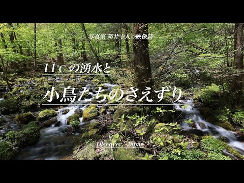 11℃の尚仁沢湧水・環境映像・小鳥たちのさえずり・環境省名水百選