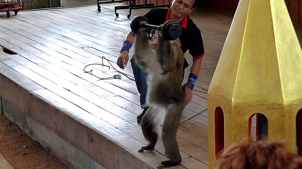 Phuket Zoo Monkey Show