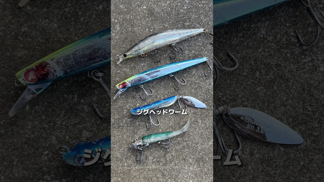 ヒラスズキが「シブい」じゃなく「居ない」見切りの判断基準、3つ。#釣り #ヒラスズキ #shorts