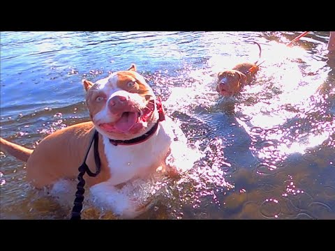 American Pitbull Dad and Child Playing in the river💕【AMERICAN PITBULL TERRIER】