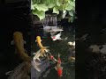 water sound for relaxation