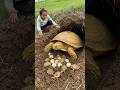 Survival Skills: SIMPLE and USEFUL with Turtle trapping tool #survival #animals #turtletrap #shorts