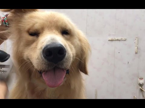 小伙养金毛，一个月开销最少2000，直呼这年头，连狗都快养不起了