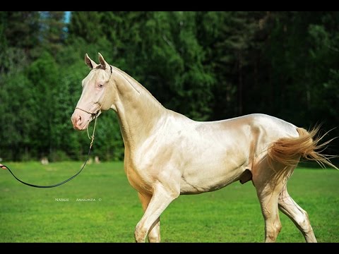 ვიდეო: თურქმენეთში გაიმართება 'Horse Beauty' კონკურსი