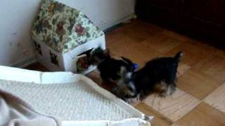 10 week old Yorkie puppy 6 month old Yorkie