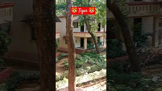 MPT KANHA SAFARI LOGDE MUKKI