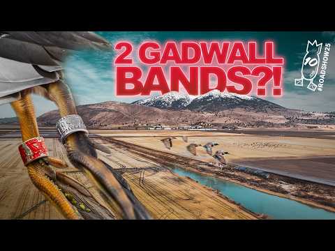 NOT 1, BUT 2 BANDED GADWALL! Duck Hunting a Small River! | #ROADSHOW25 HUNT 10