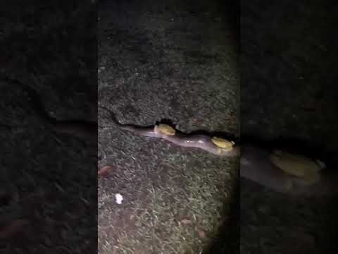 Cane Toads riding a snake.