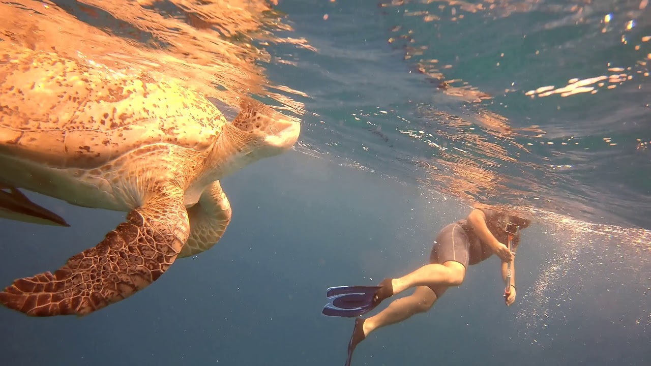 Sea Turtles Cheloniidae