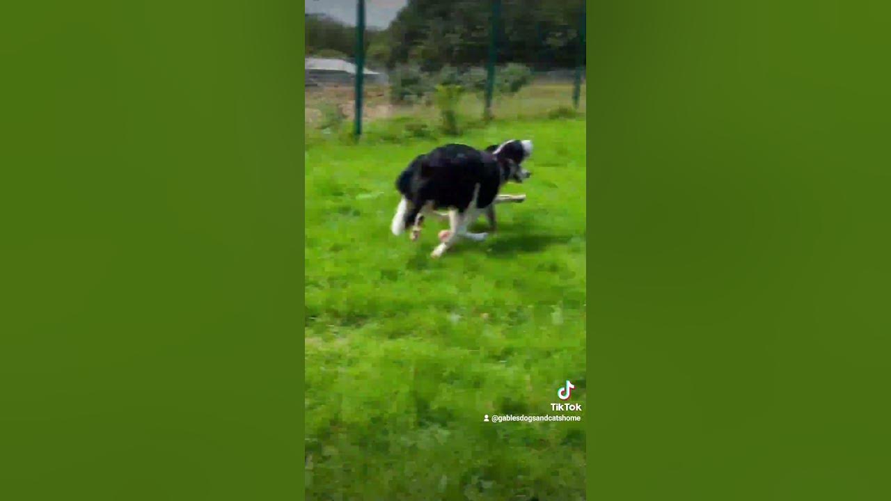 Milkshake and Bean YouTube