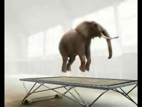 bouncing elephant