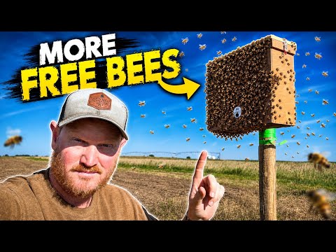 It’s Finally Swarm Season!!