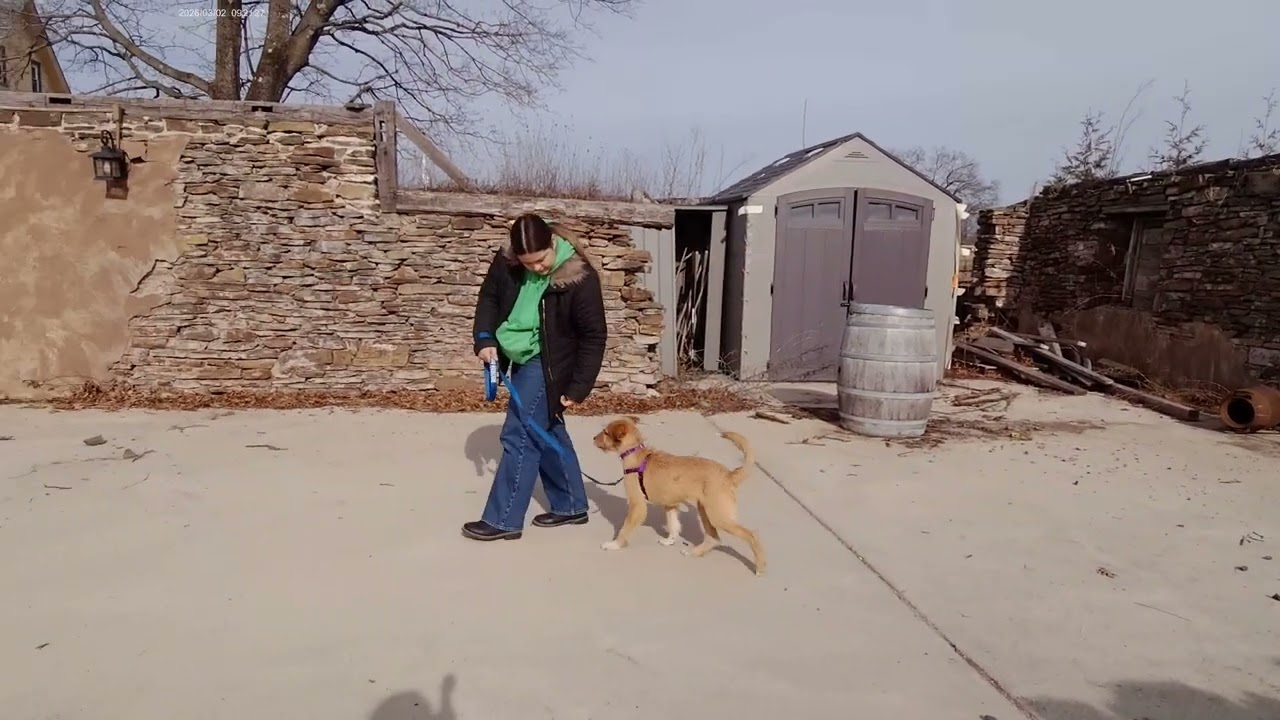 Sadie the Terrier Mix | Week 2 Board & Train | Outdoor Leash Training at Best Paw Forward