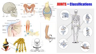 Anatomy & Physiology (66) Classification of Joints | Different Types of Joints | Types of Joints