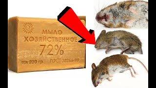 Как избавиться от мышей за 3 минуты,How to get rid of mice in 3 minutes,3 मिनट में चूहों से कैसे छुट