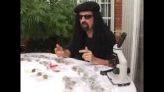 How to jugde the best weed By Jorge Cervantes